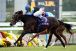 Team Horse Racing
