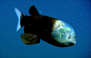 深海魚デメニギス