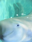 TCA�������� 11������