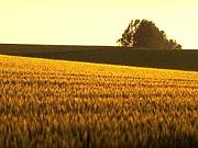 Fields of Gold