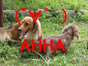 AHHA��CLUB