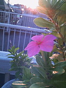 ����ƥ���