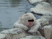 ��顢Ⱦ�����ޡ�