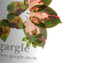 gargle
