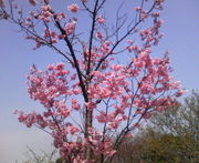 ���а���ع��пȼԤν���!!