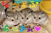 ����������ʤ���ץ��С���