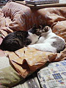 寝相の変な猫同盟