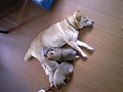 �����碌����2