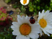 ���֤�ưʪ�˰Ϥޤ�ơ�����