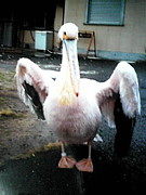 ������������̱�β�