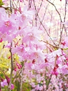 ̶夲Ƥ