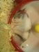 hamsterbeach