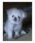 ɡ���ʤ���(���ء���)