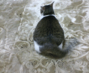 �ᥤ�β�