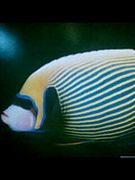 ��Ƥ�ݥޥ��󡦥ۥ饫��ȥ���