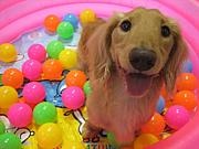 �ɥå�DOG DAY AFTERNOON