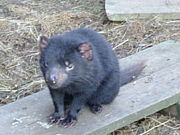 TASMANIANDEVIL NEVER DIE