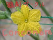 ���� �ѷॵ�������concombre