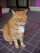 �ᵦ���ƫ����