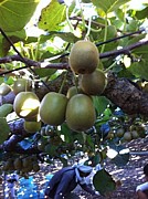 キウイフルーツ in KAGAWA