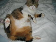 mixi���Τ�礤���߲�