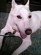 �ᥤ(�������ΰ���)����