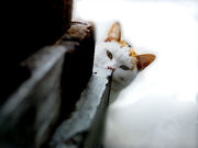 ���ѥ�������ǭ�ԡ�