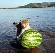 ����󤸤ˤ��ʡ���