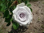 ëܸ漼ʺ