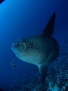 "8(^∇^8マンボー同盟8^∇^)8"