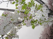 3����Team ��KIWADA��