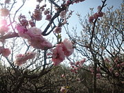 �µ��ʤ󤫤��餱�ʤ�������